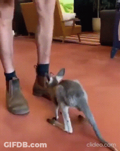 Kangaroo Walking Next To Person's Legs GIF