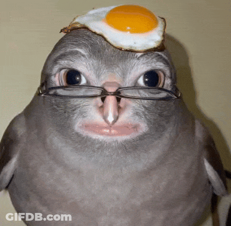 Kangaroo Wearing Rasta Hat GIF