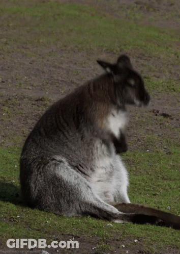 Kangaroo With Baby In Pouch Sitting GIF