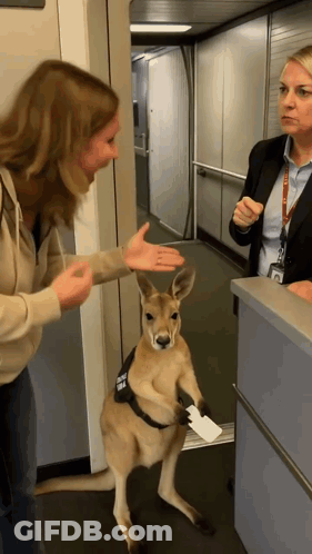 Kangaroo With Badge Saying A GIF