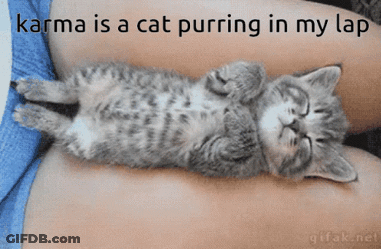 Karma Is A Cat Purr In My Lap GIF