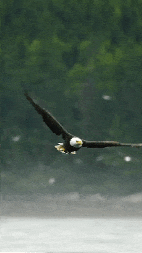 Kartal GIF