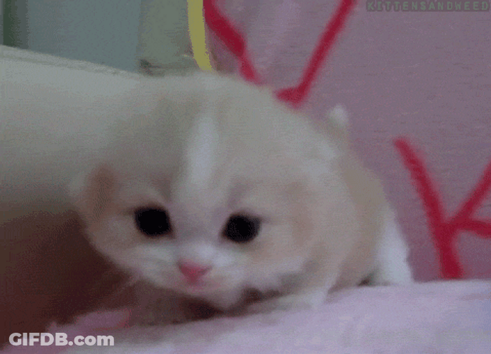 Kawaii Cat Little Meow GIF