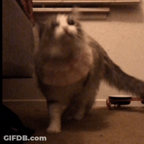 Kawaii Cat Shrugging Off GIF