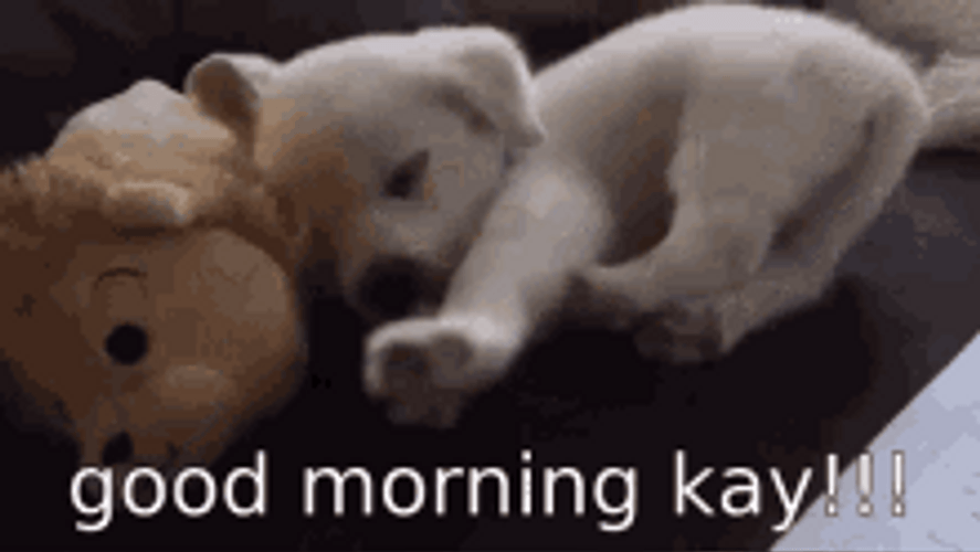 Kay Good Morning Dog GIF