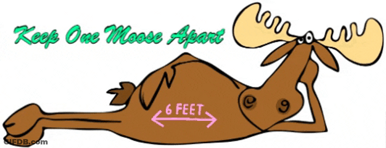Keep One Moose Apart Animation GIF