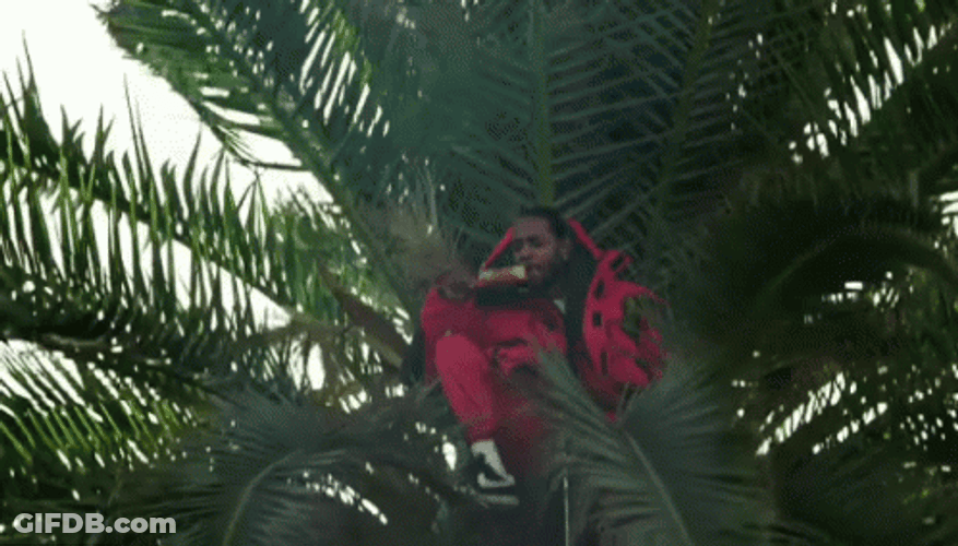 Kendrick Lamar In Coconut Tree GIF