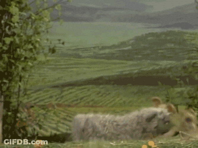 Kermit Erratic Bounces Meme GIF