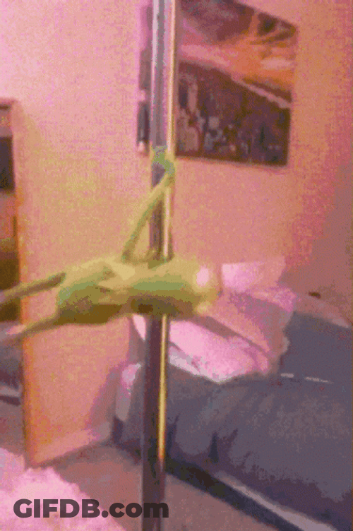 Kermit Pole Dancing GIF