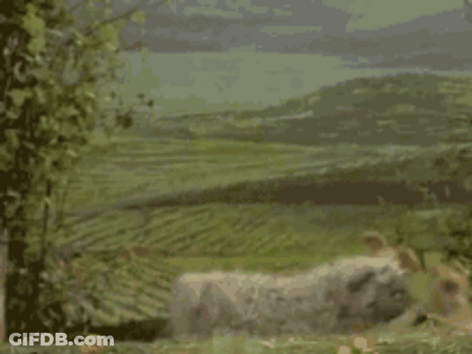 Kermit The Frog Doing A Flip GIF