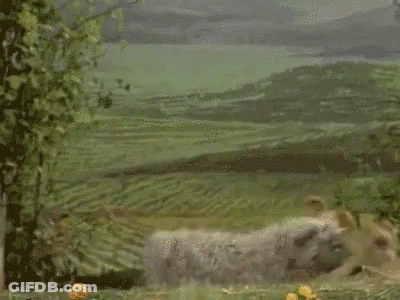 Kermit The Frog From Sesame Street Is Running In A Field With A Landscape In The Background . GIF
