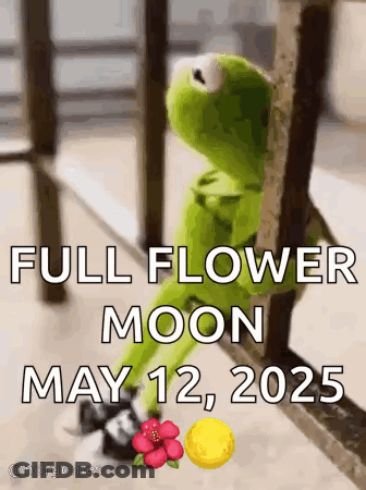 Kermit The Frog Sitting On Railing GIF