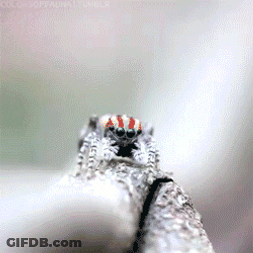 Kermit Yay Peacock Spider GIF