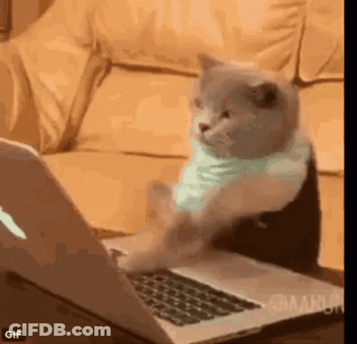 Keyboard Cat GIF