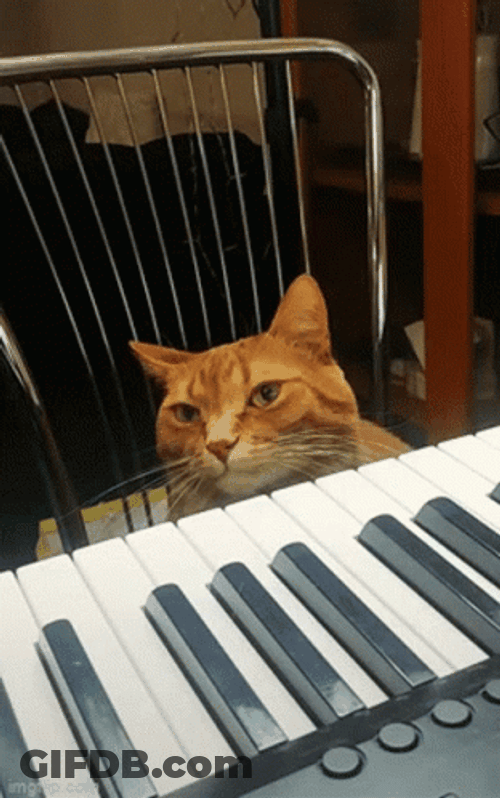 Keyboard Cat GIF