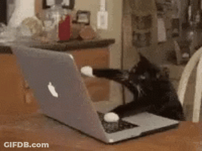Keyboard Cat Apple Mac GIF
