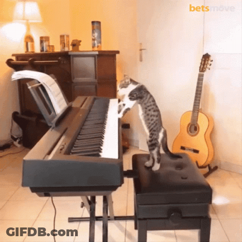 Keyboard Cat GIF