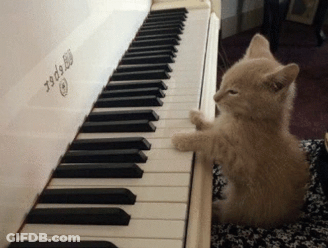 Keyboard Cat Jimin Playing GIF