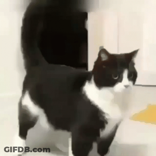 Keyboard Cat GIF