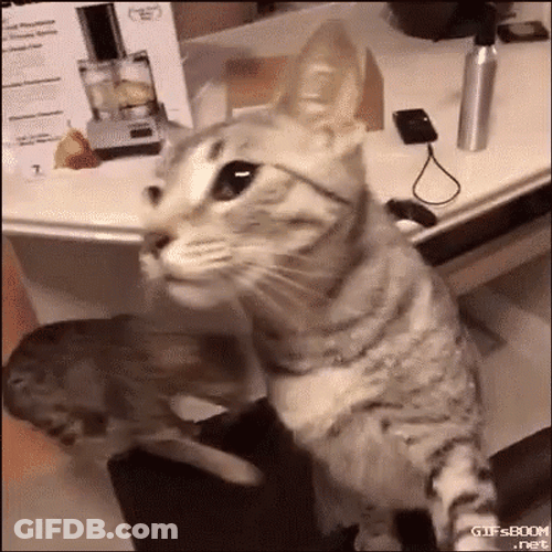 Keyboard Cat GIF
