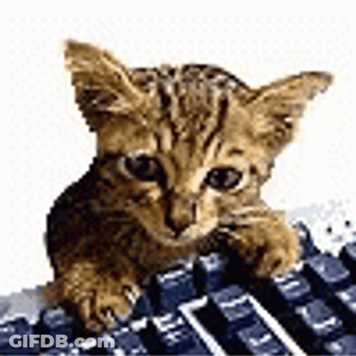 Keyboard Cat On Keyboard GIF