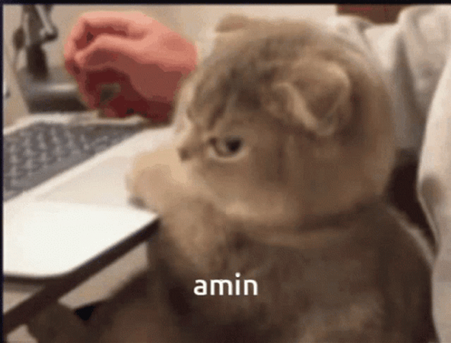 Keyboard Cat Pissed Off GIF