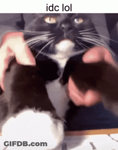 Keyboard Cat Tapping Fast GIF