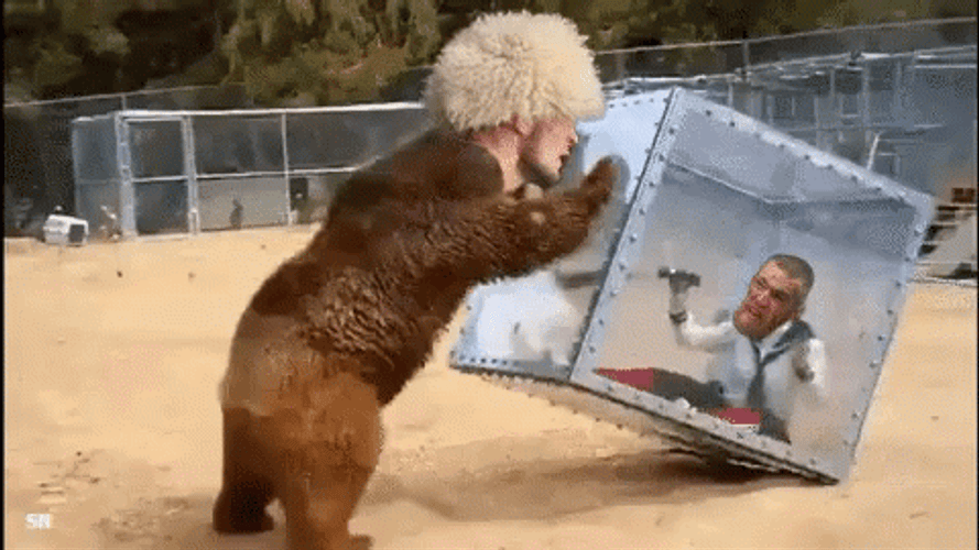 Khabib Bear Meme GIF