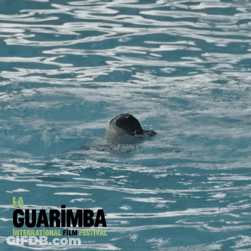 Kid Drowns Asking For Help GIF