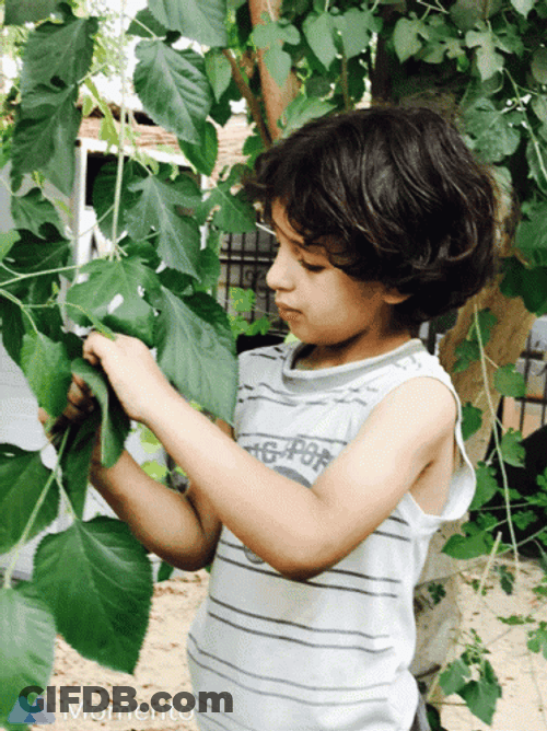 Kid Picks On A Leaf GIF