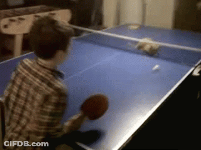 Kid Playing With Cat Table Tennis GIF