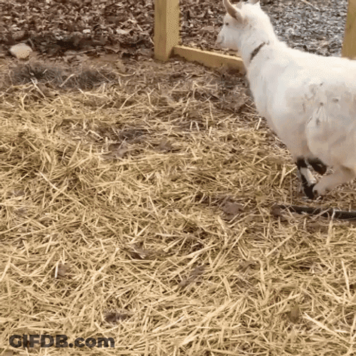 Kid Shocked Running Funny Goat GIF