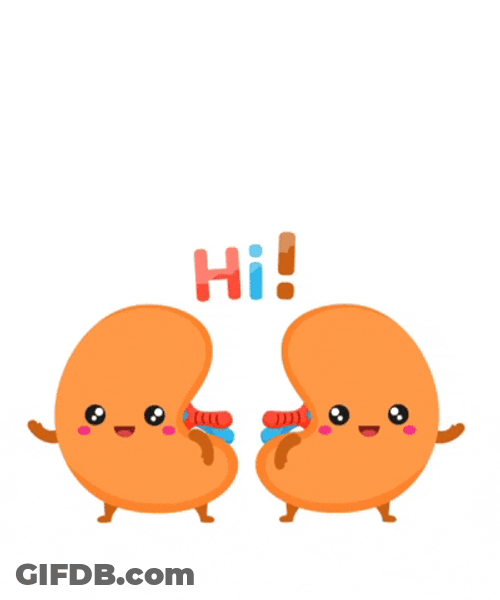 Kidney Says Hi To Circulatory System GIF