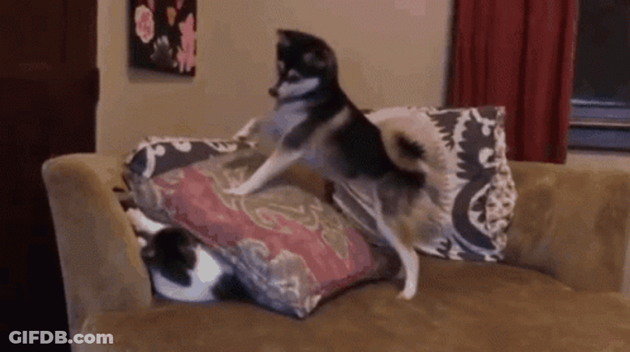 Kill Dog Covering Cat With Pillow GIF