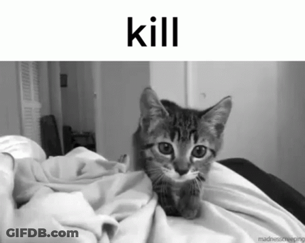 Kill Kitten Attacking Camera Black And White GIF