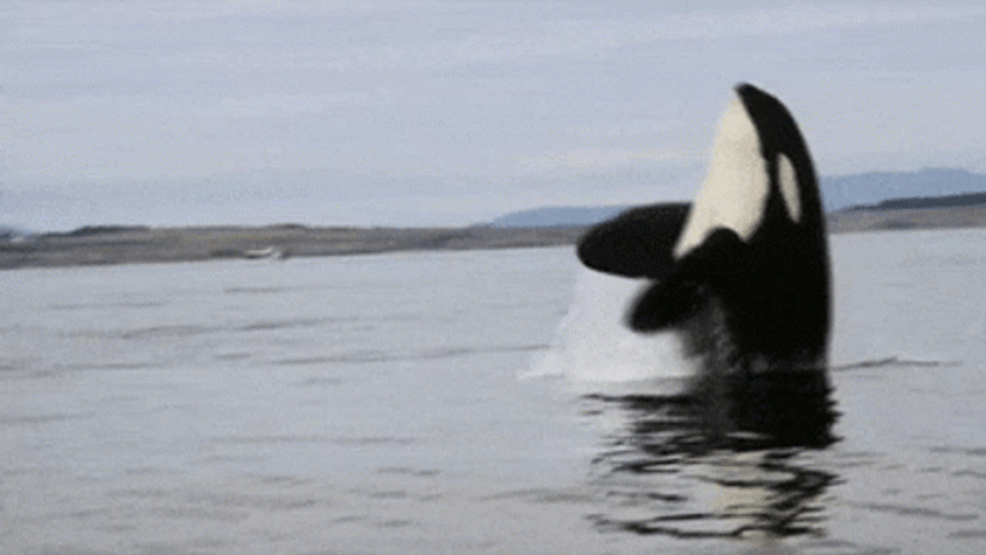 Killer Whale Backflip GIF