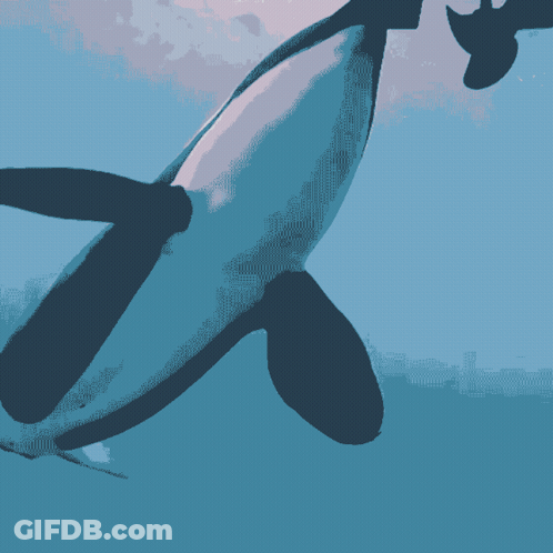 Killer Whale Swimming In Blue Ocean GIF