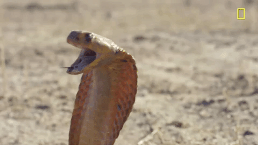 King Cobra Snake Ready To Attack GIF