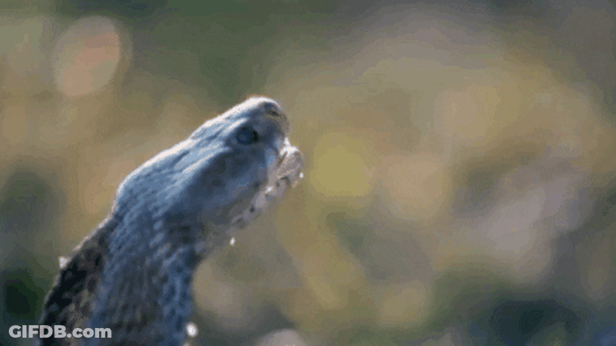 King Cobra Snake Spitting Venom GIF