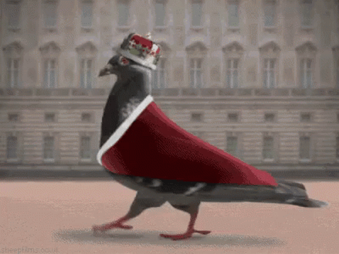 King Pigeon Marching GIF