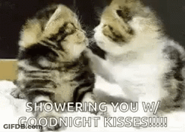 Kiss Goodnight Cat Cuddles GIF