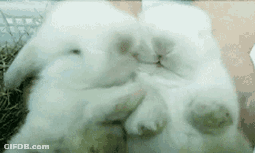 Kiss Rabbit GIF
