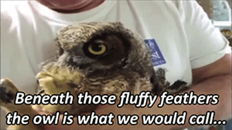 Kissing An Owl GIF
