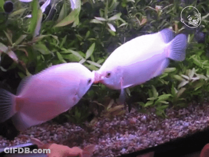 Kissing Fish Make It Stop GIF