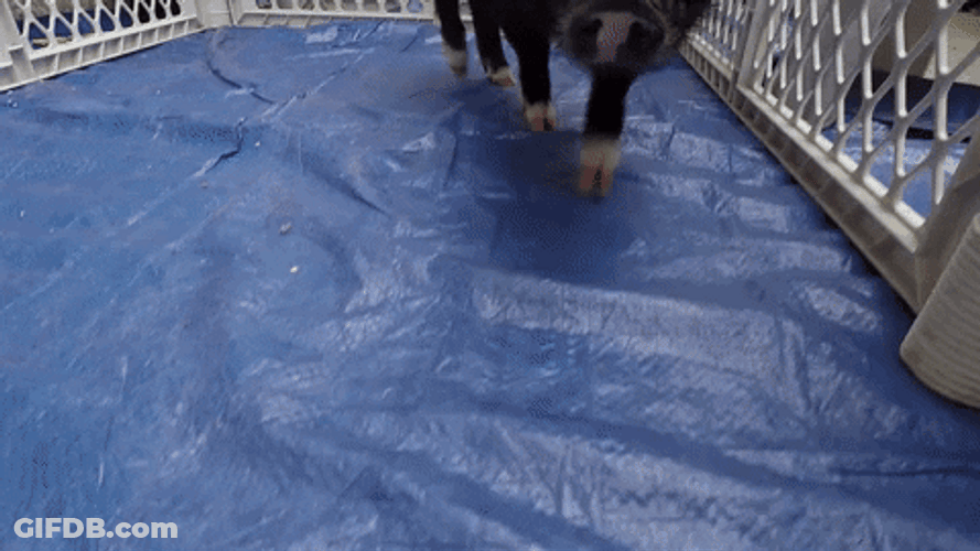 Kissing The Camera Thatll Do Pig GIF