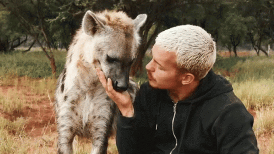 Kissing Wild Hyena GIF