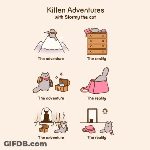 Kitten Adventures With Stormy The Cat GIF