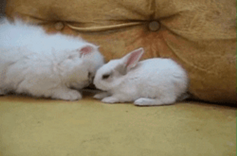 Kitten And Bunny GIF