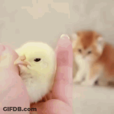 Kitten And Yellow Chick GIF