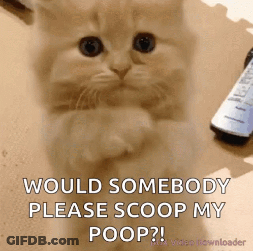 Kitten Asking Please Scoop Poop GIF